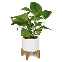 Homeware Products  - Planter with Bamboo Base