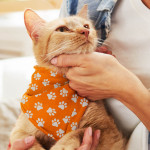 Pet Accessories - Pet Bandana - Small