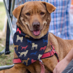Pet Accessories - Pet Bandana - Medium