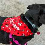Pet Accessories - Pet Bandana - Large