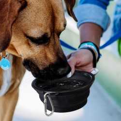 Pet Accessories - Silicone Collapsible Pet Bowl