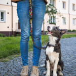 Pet Accessories - Amigo Dog Leash