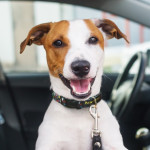 Pet Accessories - Amigo Dog Collar