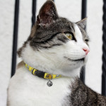 Pet Accessories - Amigo Cat Collar